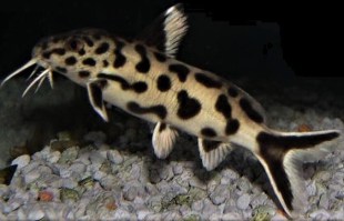 Synodontis poly white3
